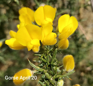 gorse, the flower of hope